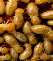 Termite identification