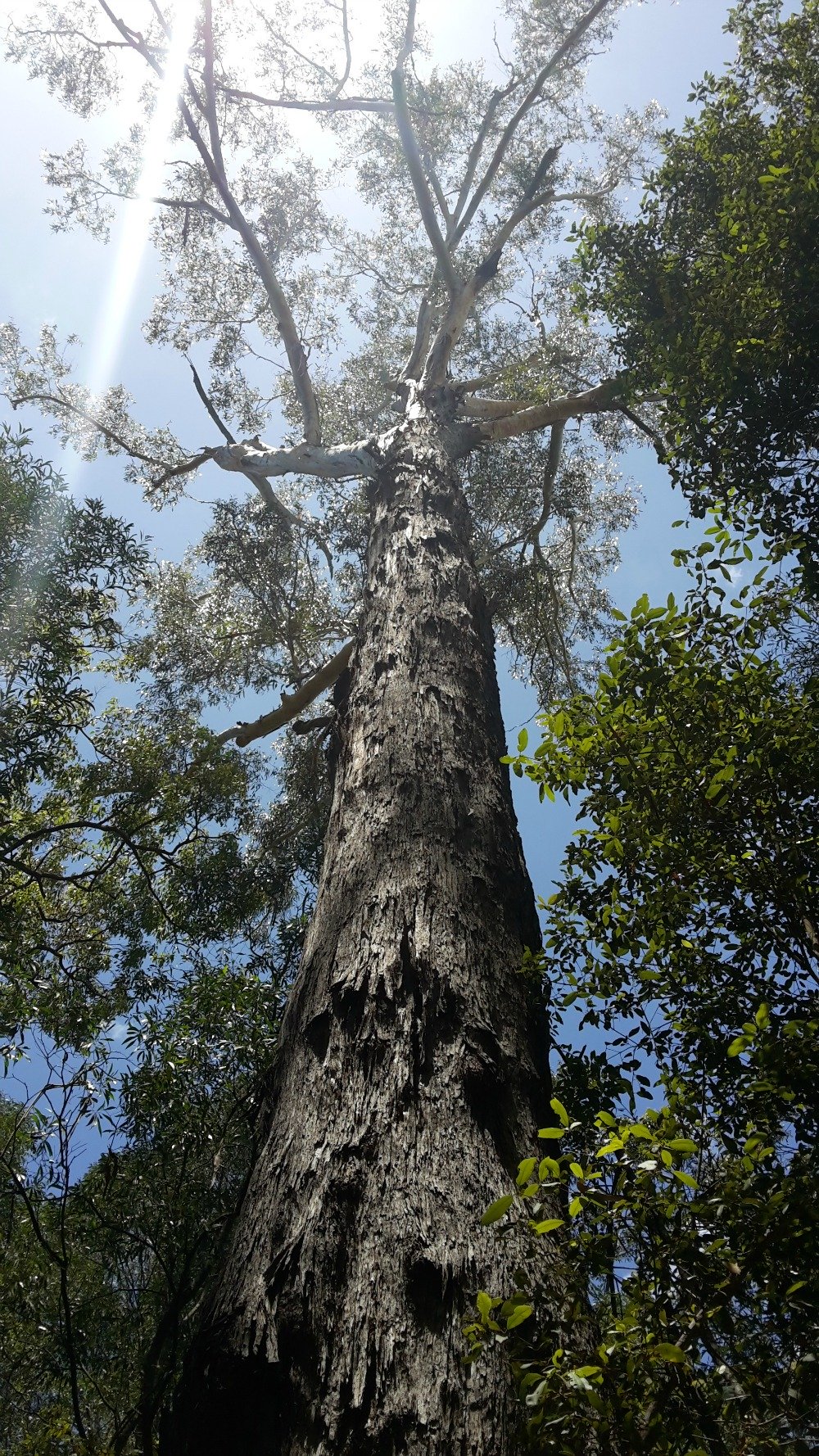 Blackbutt tree