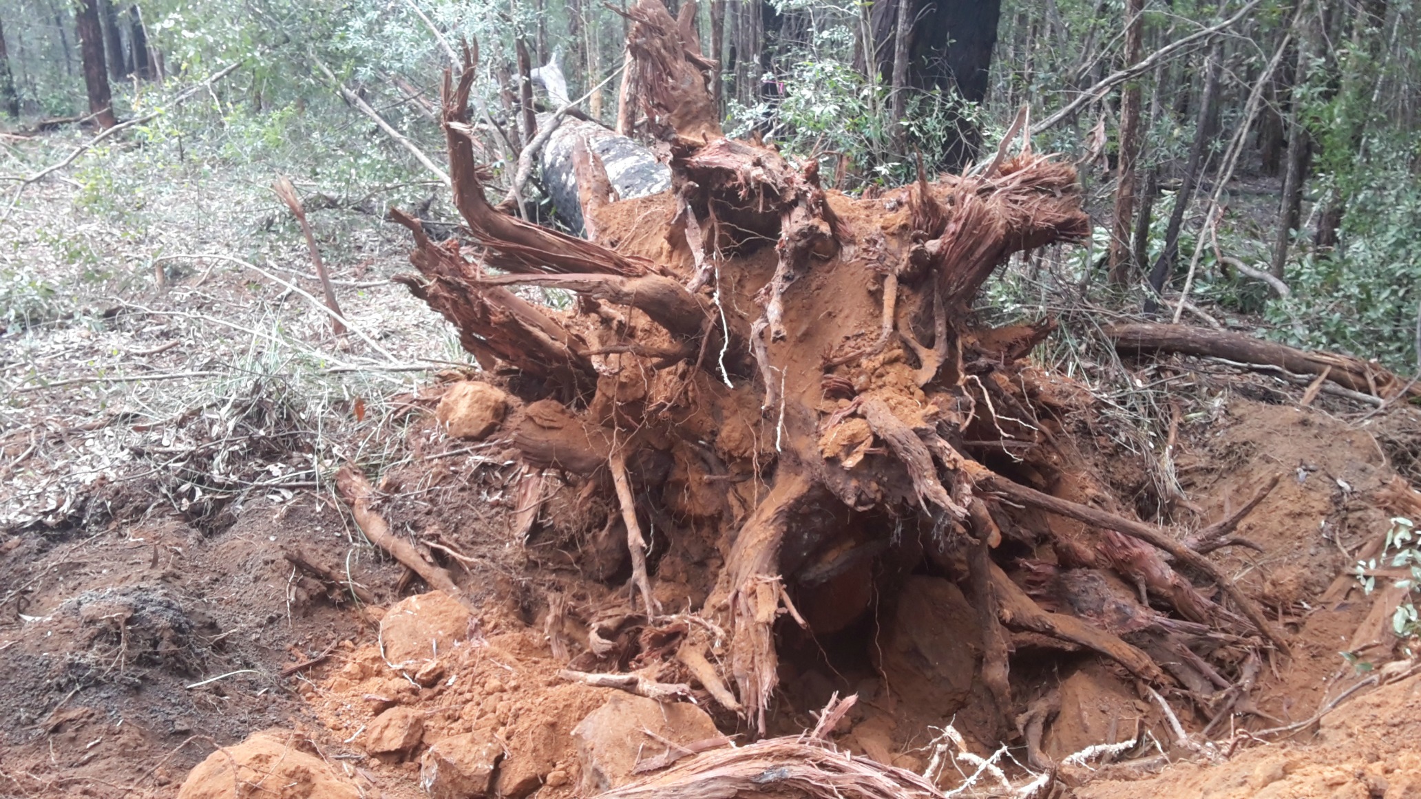 clearing stumps