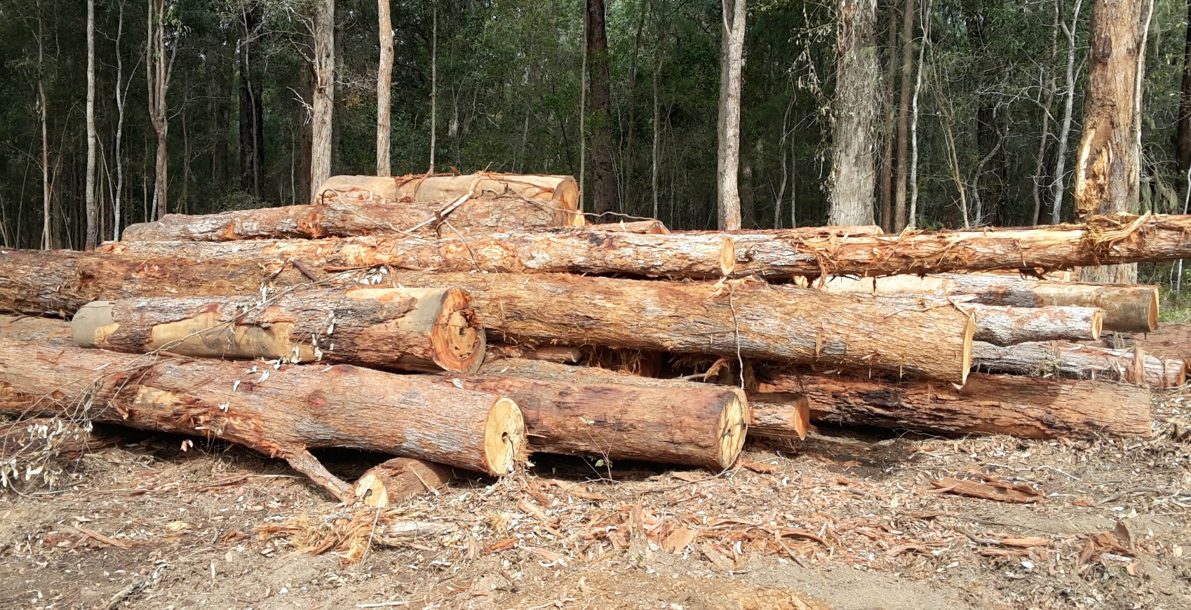 forest cut poles